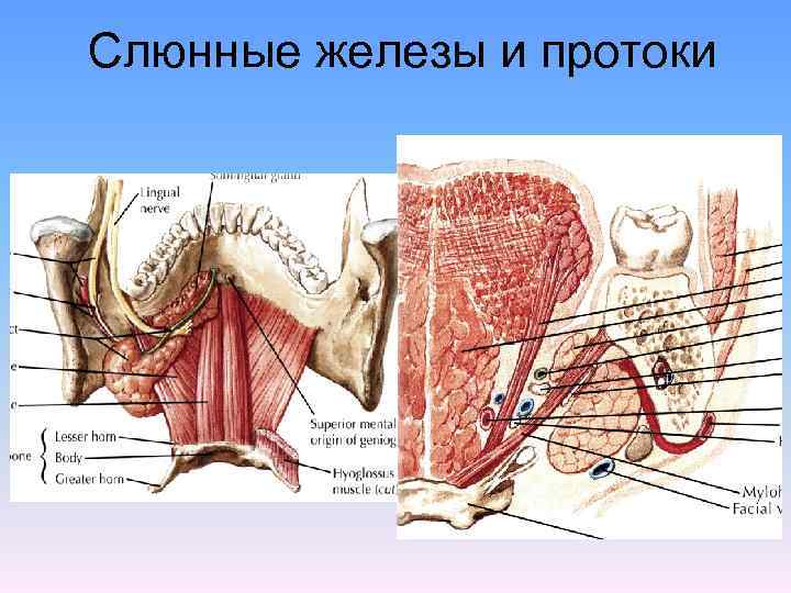 Строение полости рта человека фото