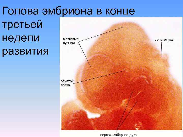 Голова эмбриона в конце третьей недели развития 