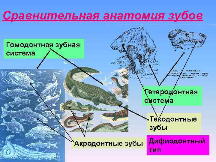 Сравнительная анатомия зубов Гомодонтная зубная система Гетеродонтная система Текодонтные зубы Акродонтные зубы Дифиодонтный тип