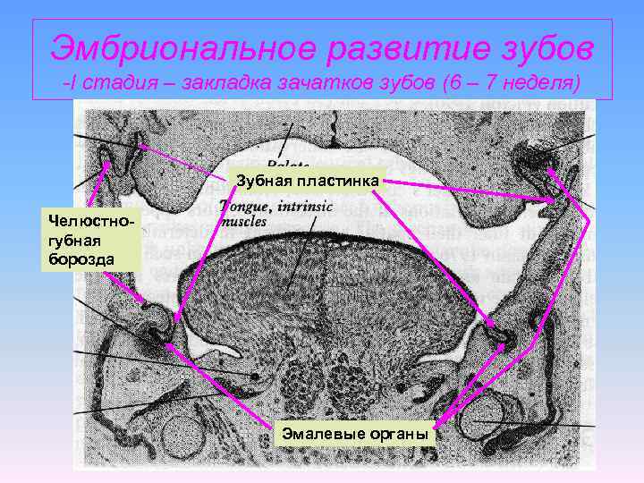 Эмбриональное развитие зубов -I стадия – закладка зачатков зубов (6 – 7 неделя) Зубная