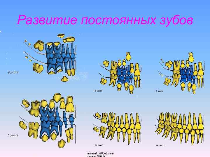 Развитие постоянных зубов 