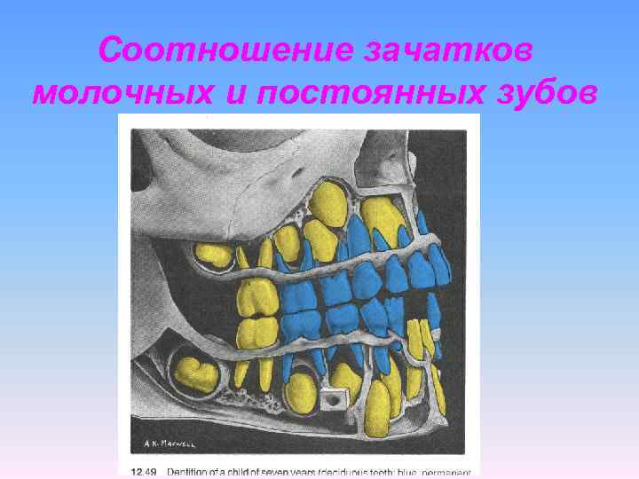  Соотношение зачатков молочных и постоянных зубов 