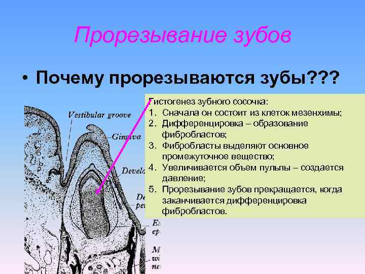  Прорезывание зубов • Почему прорезываются зубы? ? ? Гистогенез зубного сосочка: 1. Сначала