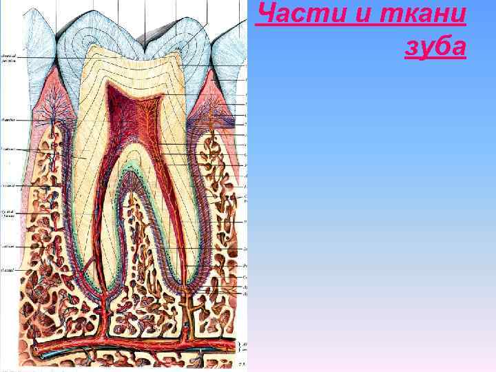 Части и ткани зуба 