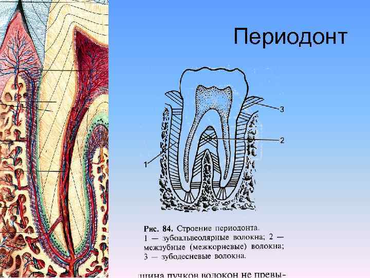 Строение полости рта строение зуба. Строение периодонта зуба. Анатомия периодонта зуба. Связочный аппарат периодонта. Периодонт анатомия и гистология.