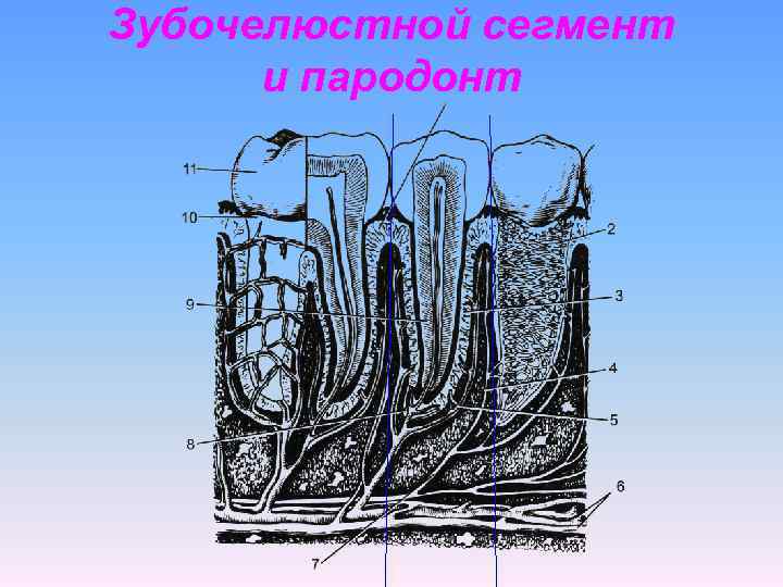 Зубочелюстной сегмент и пародонт 