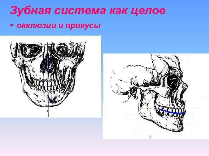 Зубная система как целое - окклюзии и прикусы 