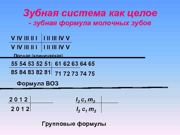  Зубная система как целое - зубная формула молочных зубов V IV III II