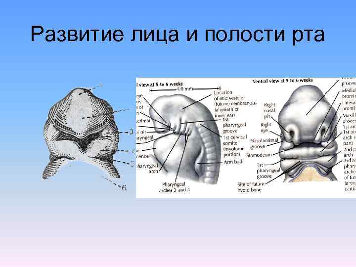 Развитие лица и полости рта 