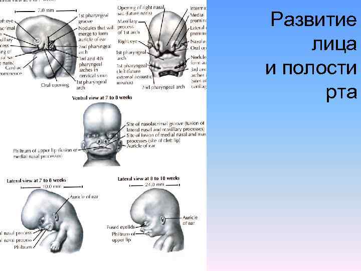 Развитие лица и полости рта 