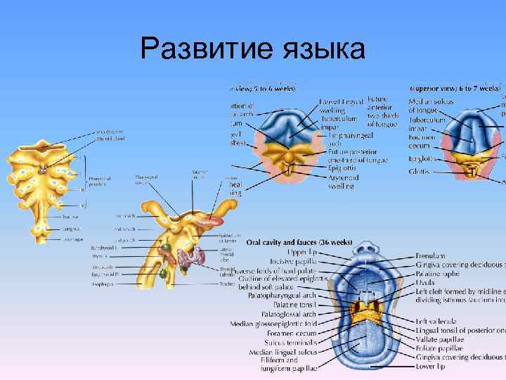 Развитие языка. Развитие языка гистология. Формирование языка.