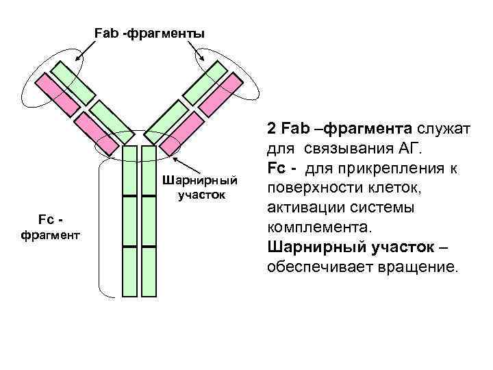 Схема строения иммуноглобулина g