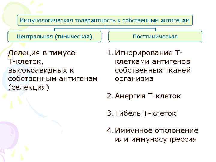Иммунологическая толерантность к собственным антигенам Центральная (тимическая) Посттимическая Делеция Иммунологическая толерантность к собственным антигенам Центральная (тимическая) Посттимическая Делеция