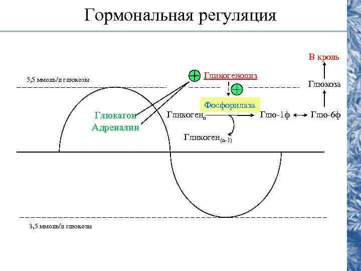    Гормональная регуляция      В кровь 5, 5