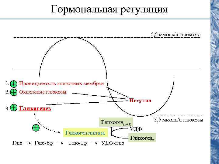     Гормональная регуляция      5, 5 ммоль/л