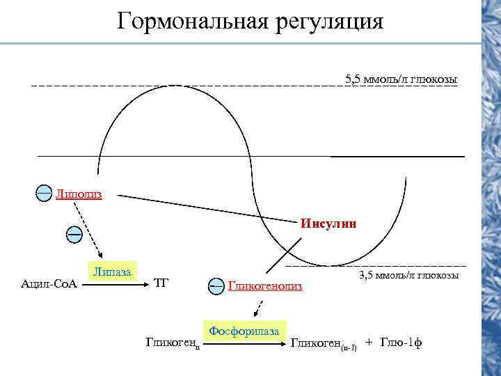    Гормональная регуляция      5, 5 ммоль/л глюкозы