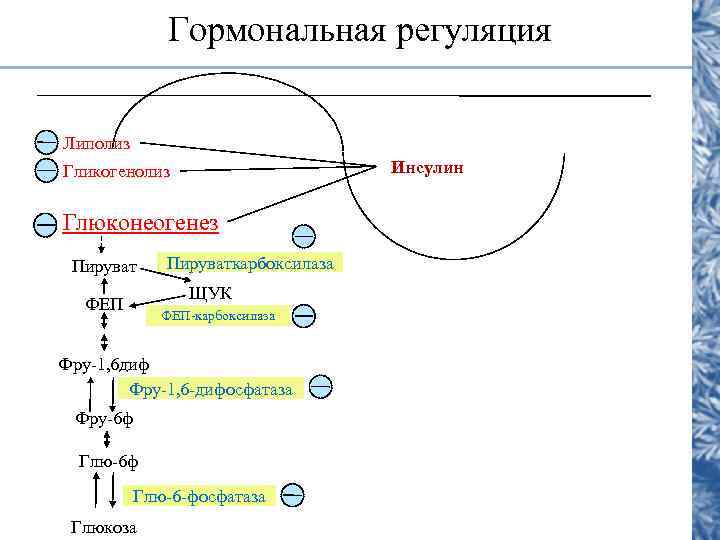    Гормональная регуляция Липолиз Гликогенолиз    Инсулин  Глюконеогенез Пируваткарбоксилаза