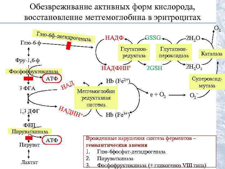  Обезвреживание активных форм кислорода,  восстановление метгемоглобина в эритроцитах    