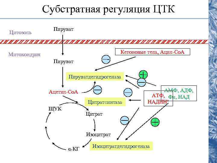    Субстратная регуляция ЦТК   Пируват Цитозоль  Митохондрия  