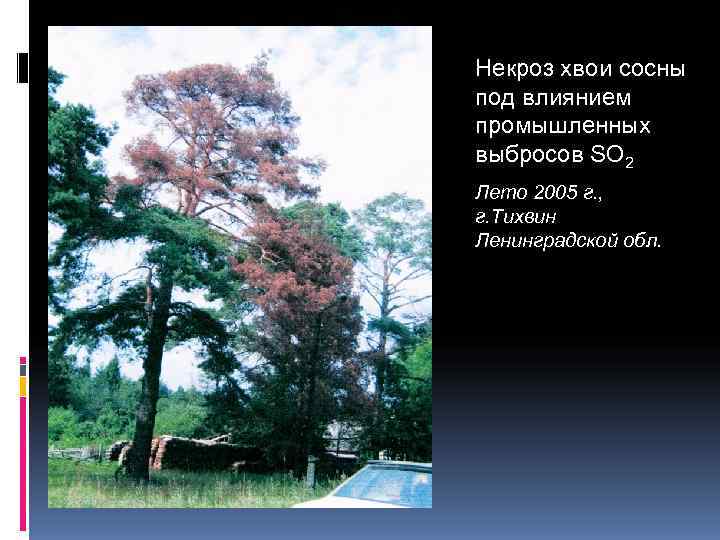 Некроз хвои сосны под влиянием промышленных выбросов SO 2 Лето 2005 г. , г.