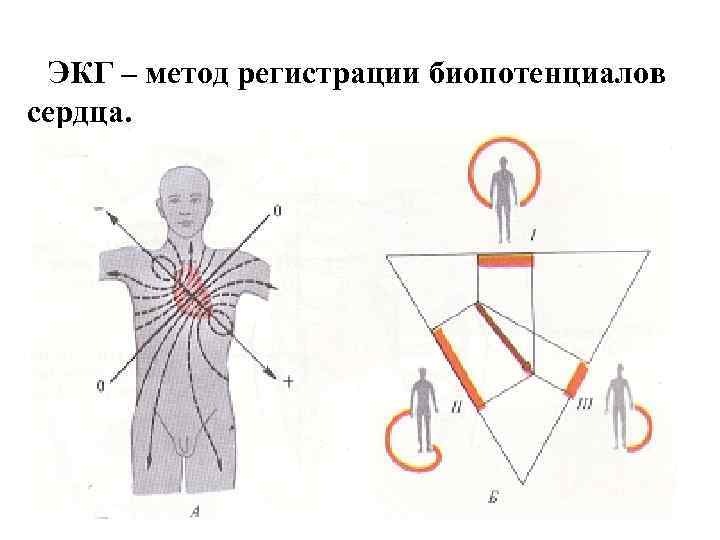  ЭКГ – метод регистрации биопотенциалов сердца. 
