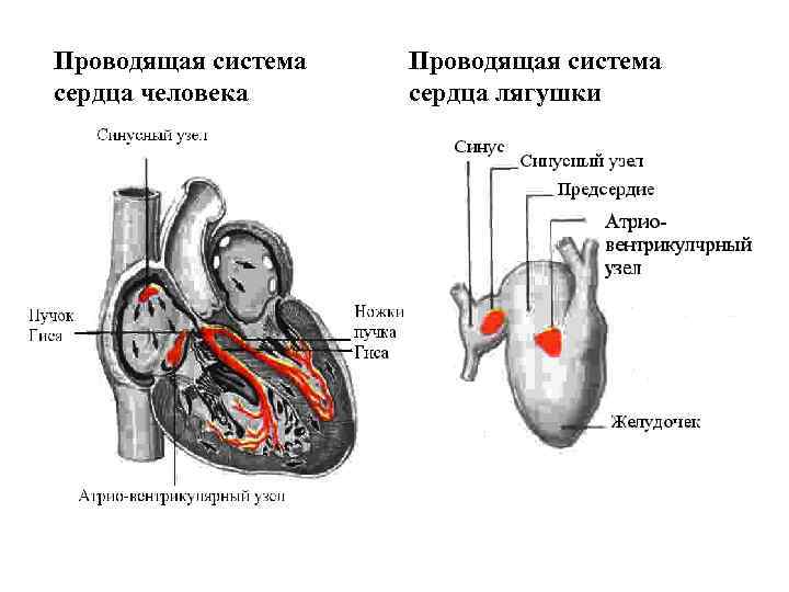 Проводящая система сердца человека сердца лягушки 