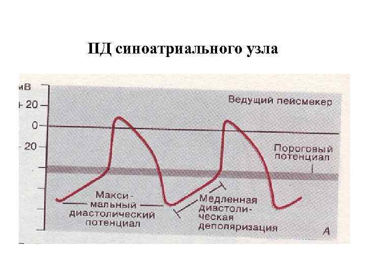 ПД синоатриального узла 