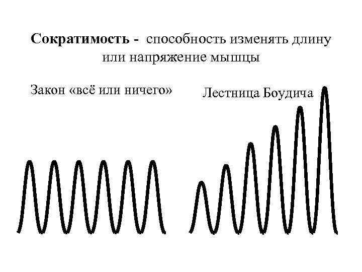 Сократимость - способность изменять длину   или напряжение мышцы Закон «всё или ничего»