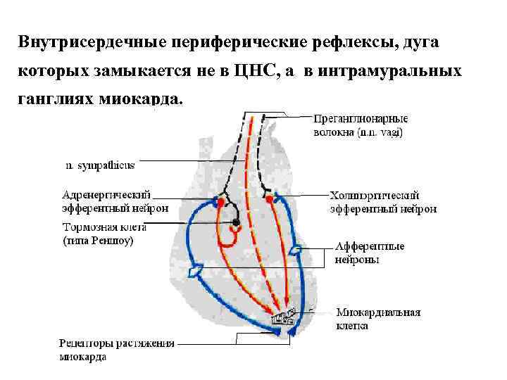 Внутрисердечные периферические рефлексы, дуга которых замыкается не в ЦНС, а в интрамуральных ганглиях миокарда.
