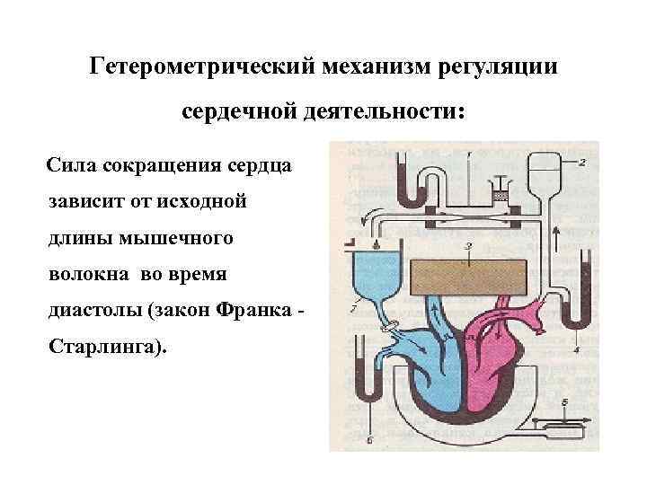 Сердечный механизм. Гетерометрическая регуляция сердца механизм. Гетерометрические механизмы регуляции деятельности сердца. Гомеометрический и гетерометрический механизм регуляции сердца. Гомеометрический механизм регуляции работы сердца.