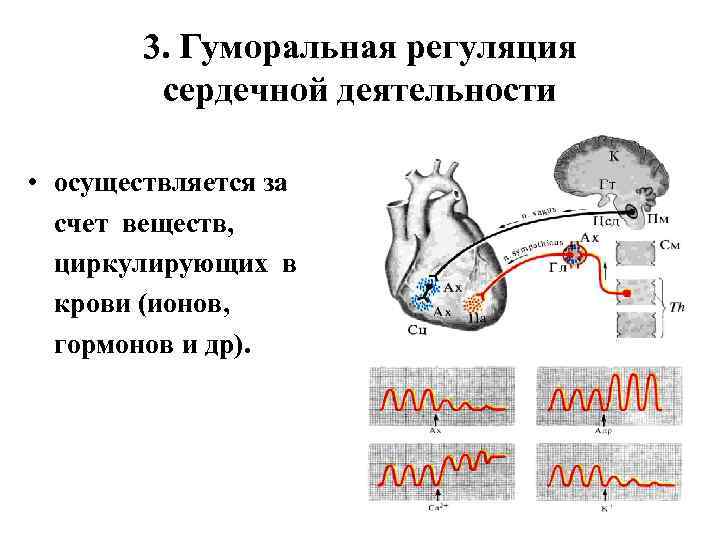 Регуляция сердца