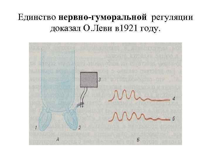 Единство нервно-гуморальной регуляции  доказал О. Леви в 1921 году. 