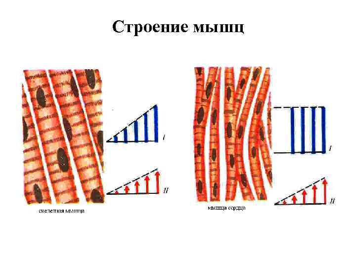 Строение мышц 