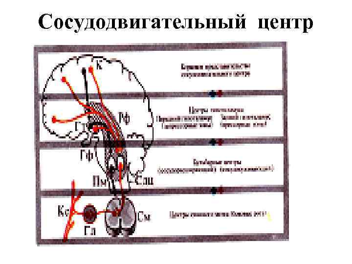 Сосудодвигательный центр 