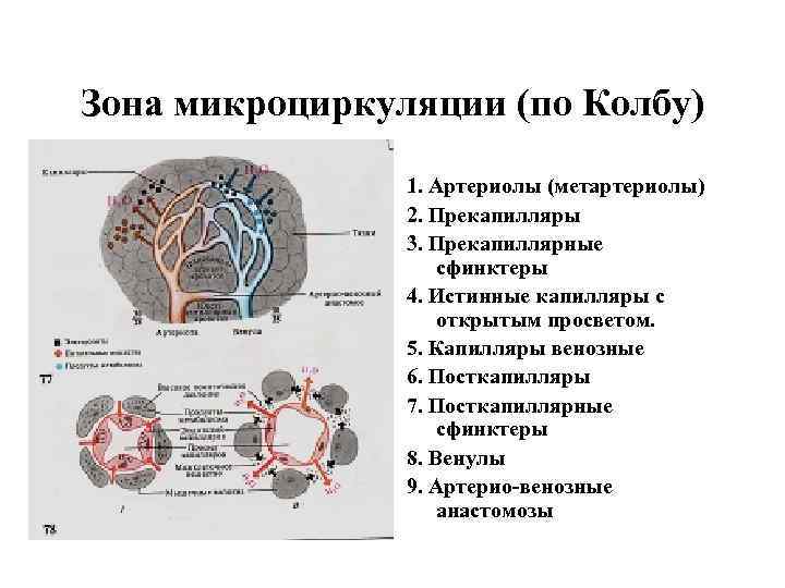 Зона микроциркуляции (по Колбу)   1. Артериолы (метартериолы)   2. Прекапилляры 
