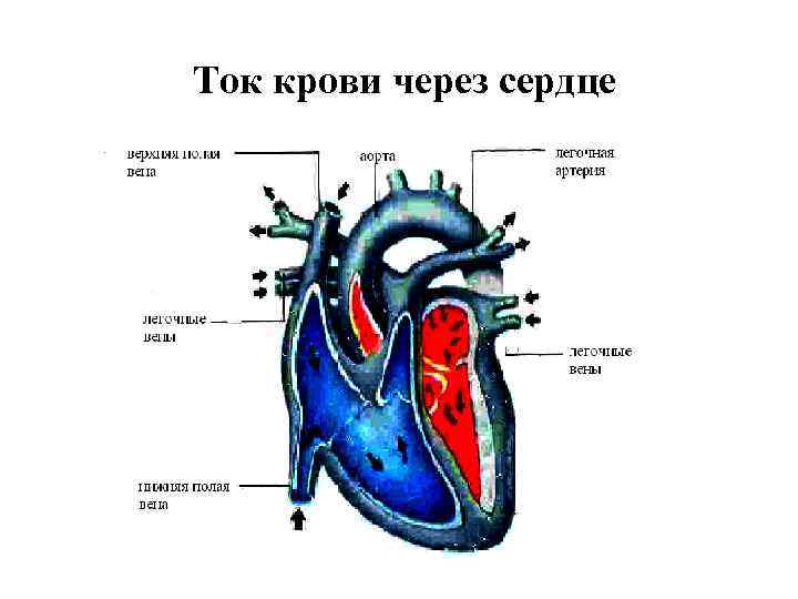 Ток крови через сердце 