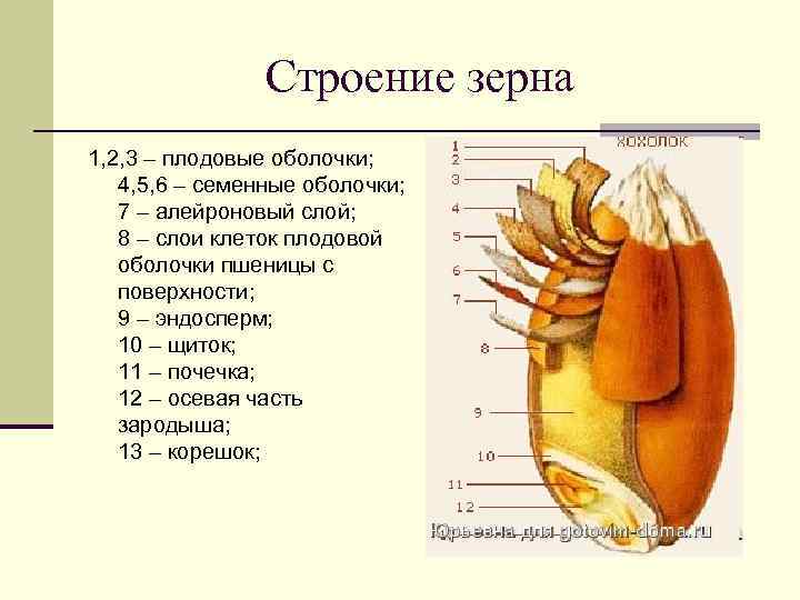 Составьте схему строения зерна пшеницы