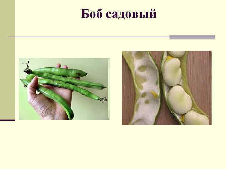 Боб садовый 