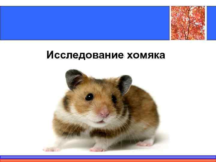 Исследование хомяка 