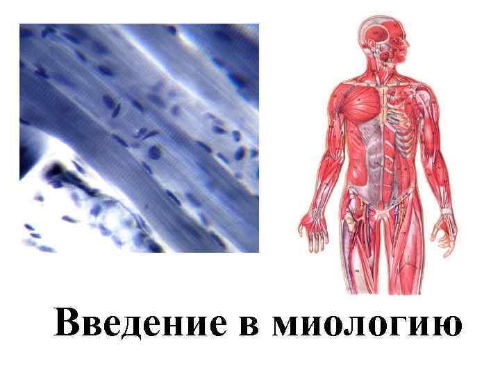 Введение в миологию 