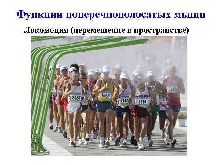 Функции поперечнополосатых мышц Локомоция (перемещение в пространстве) 