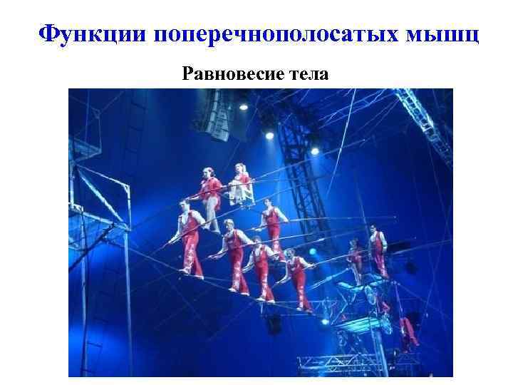 Функции поперечнополосатых мышц Равновесие тела 