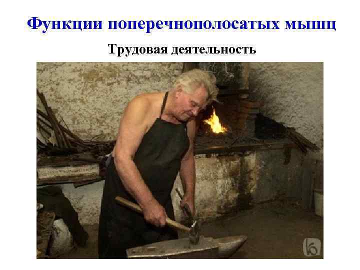 Функции поперечнополосатых мышц Трудовая деятельность 