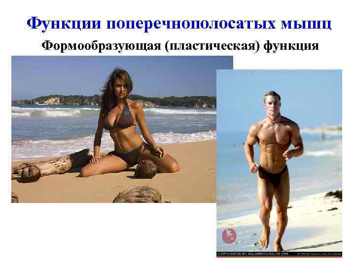 Функции поперечнополосатых мышц Формообразующая (пластическая) функция 
