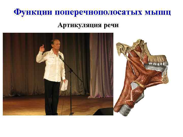 Функции поперечнополосатых мышц Артикуляция речи 