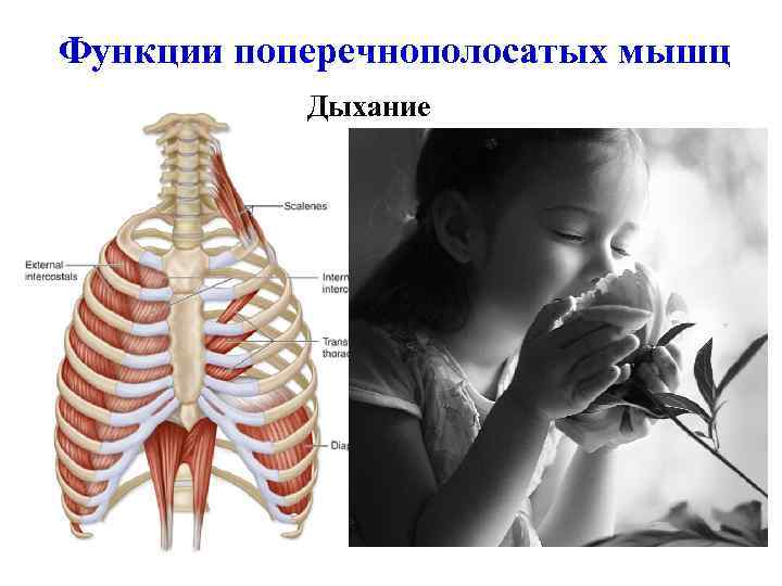 Функции поперечнополосатых мышц Дыхание 