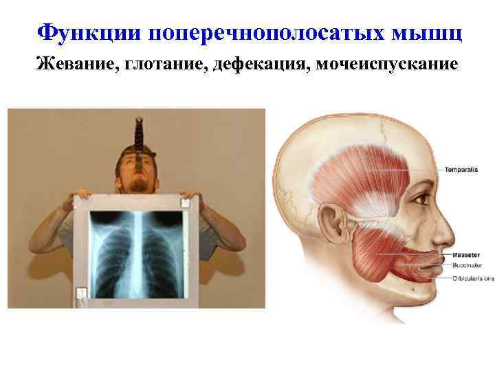 Функции поперечнополосатых мышц Жевание, глотание, дефекация, мочеиспускание 