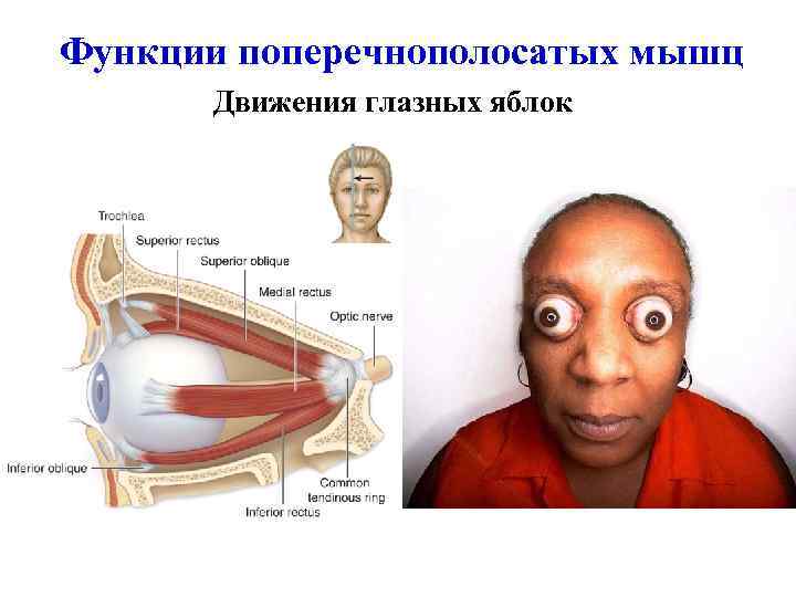 Функции поперечнополосатых мышц Движения глазных яблок 