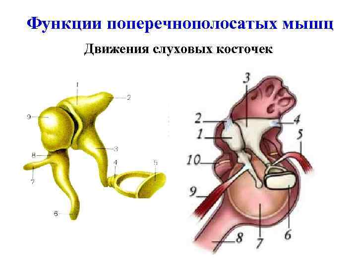 Функции поперечнополосатых мышц Движения слуховых косточек 