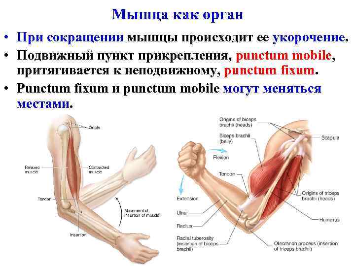 Мышца как орган • При сокращении мышцы происходит ее укорочение. • Подвижный пункт прикрепления,